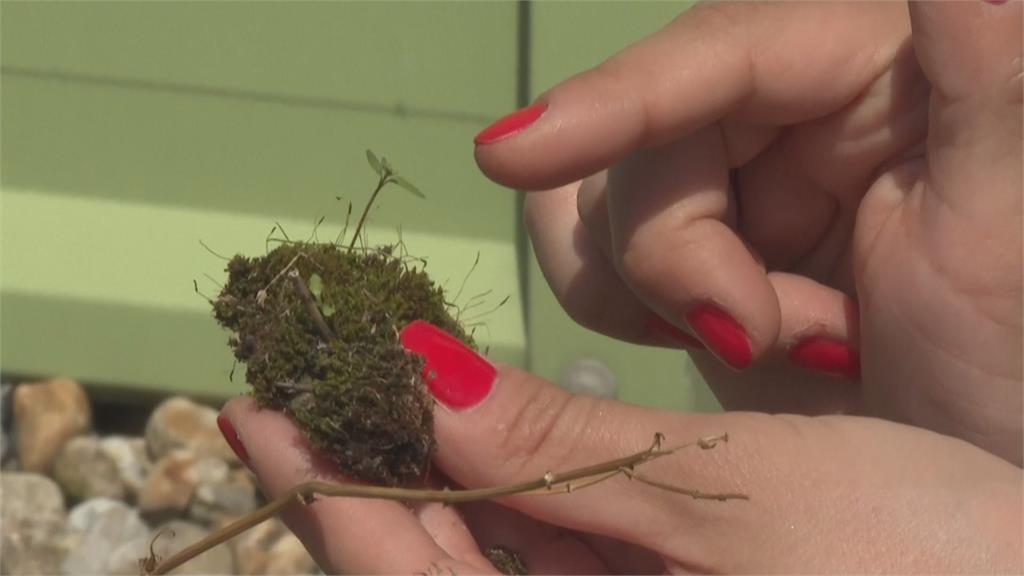 英國研究綠屋頂減碳降溫！　耐旱易長「苔蘚」助減緩都市熱島