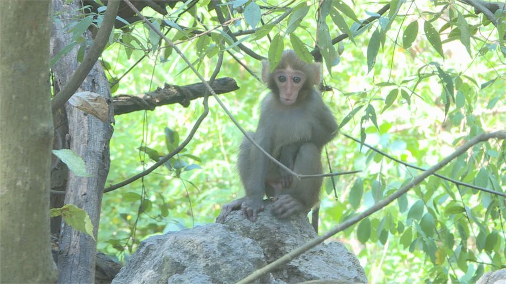 猴群下山搶食超「派」 民眾大戰「孫悟空」