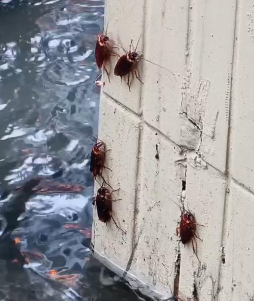 圖輯／台北狂淹大水！嚴重災情畫面一次看　多地水柱狂噴、大量污水覆蓋路面