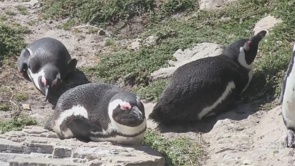 保護區南非企鵝瀕危「不到１萬對」　「人工巢穴」助保育繁殖、避天敵