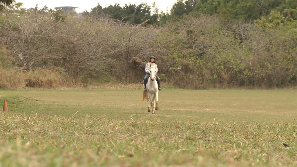 東海大學校園裡有白馬奔馳！　開設馬術課將讓大眾來體驗