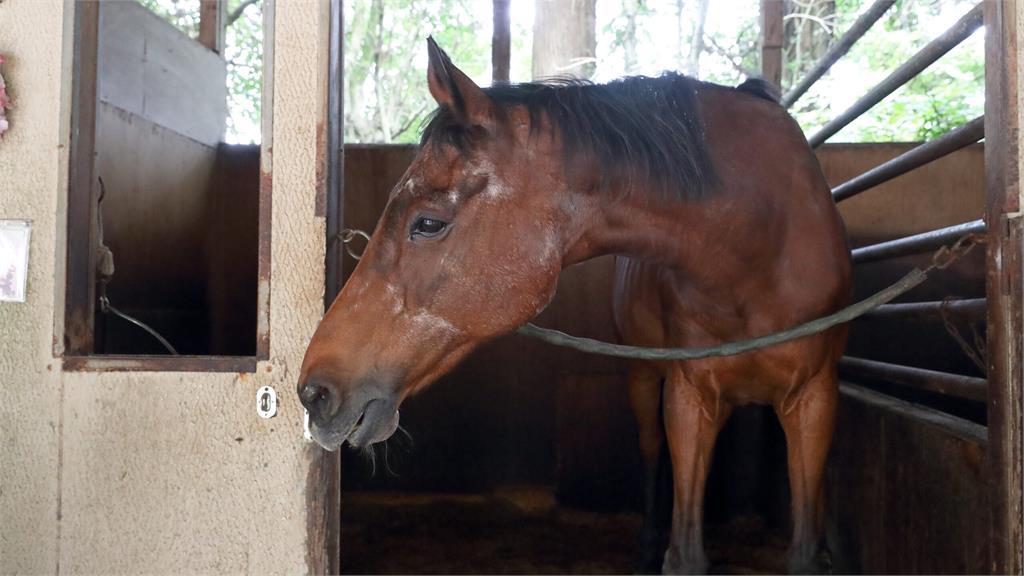 快新聞／永不放棄！日本傳奇賽馬「春麗」　生涯全敗成爆紅明星