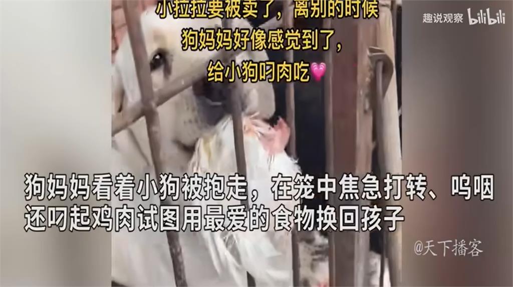 太揪心！狗媽媽不捨孩子被賣「叼來整隻雞」哭求主人：把寶貝還我