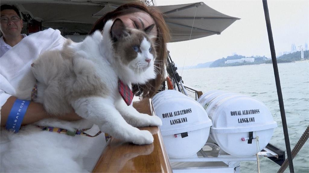 新加坡奢華「貓郵輪」　飼主帶喵星人欣賞海上風景