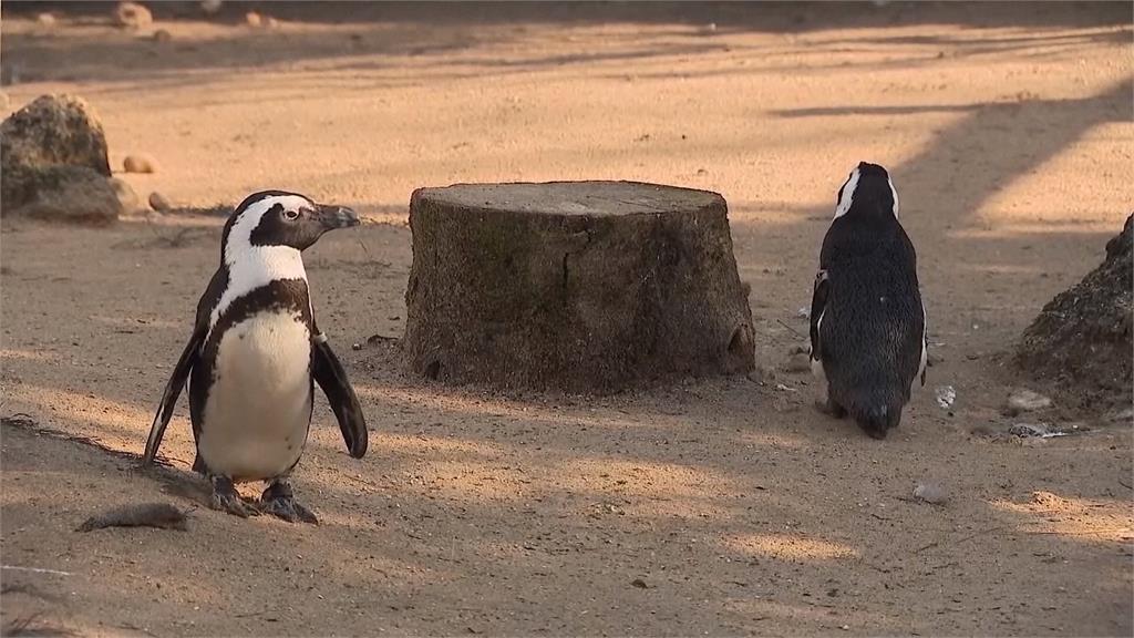 企鵝版「你是我的眼」！　英國企鵝引導白內障同伴正常生活