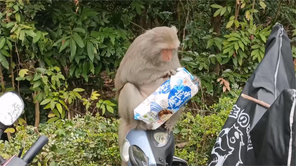 壽山動物園獼猴「跳身上」搶飲料 小朋友驚聲尖叫