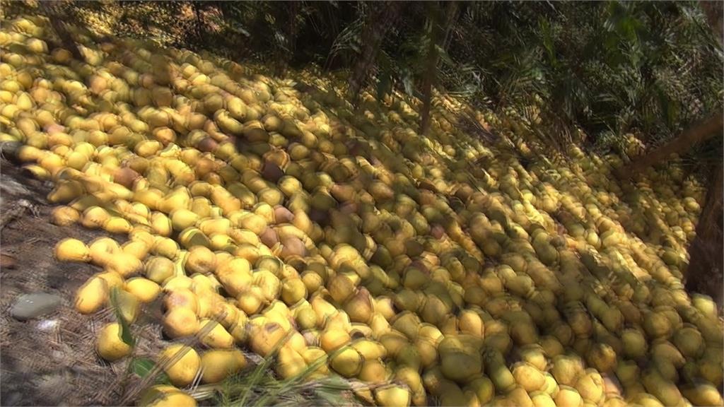 疑農會滯銷遺棄? 瑞穗20公噸文旦棄置山坡地