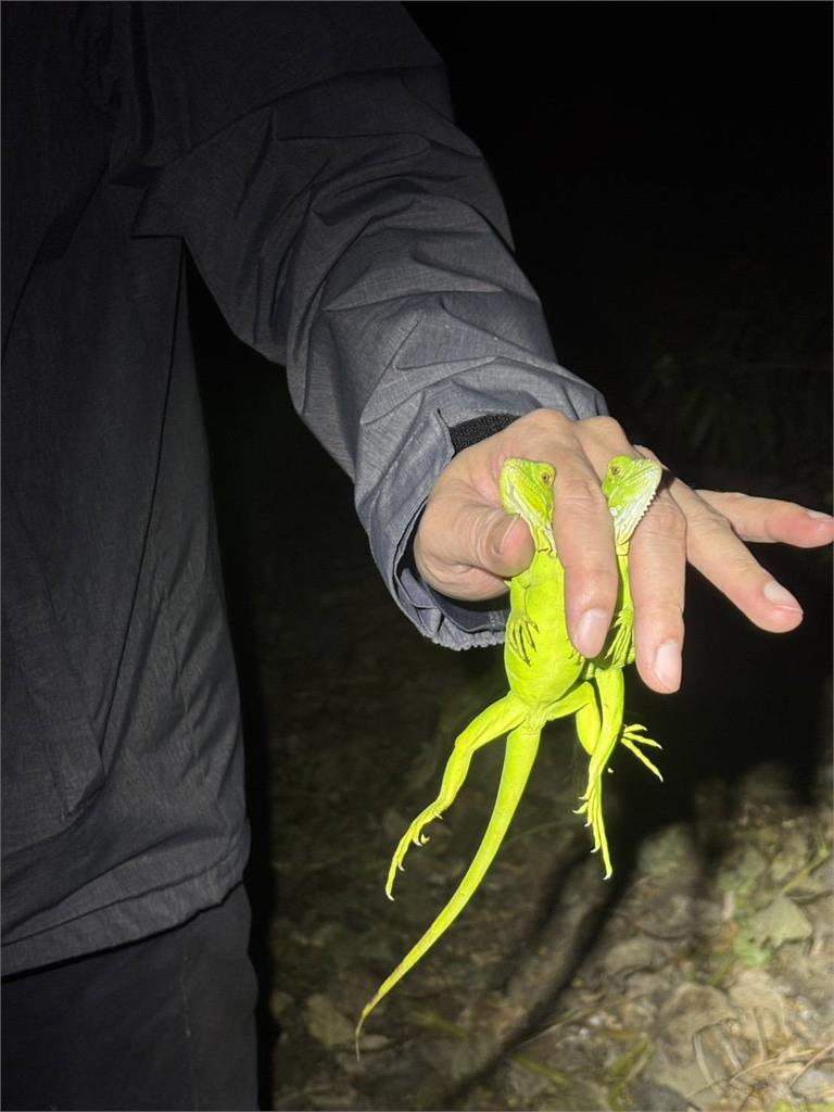 頭份一天移除２２隻綠鬣蜥　其中８隻為蜥二代　研判為繁殖熱點