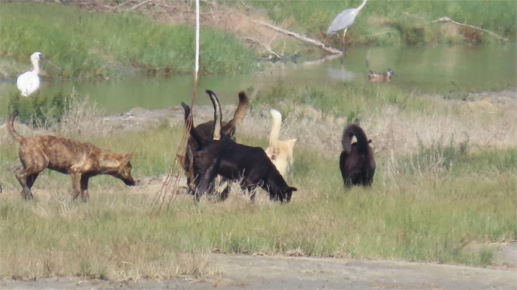 黑面琵鷺遷徙遭「流浪狗」危害　野狗追趕衝擊生態