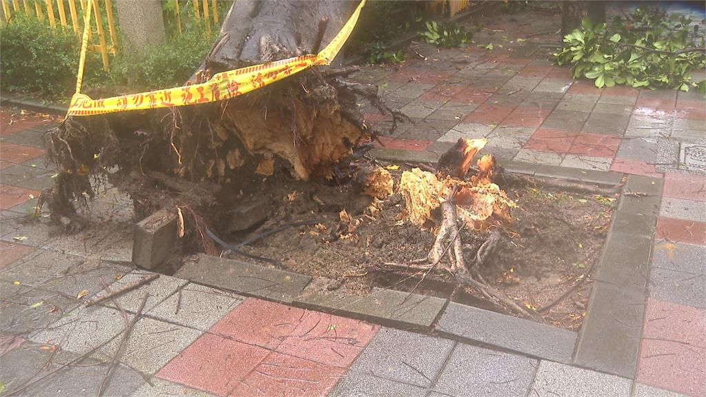 法籍男子首遇颱風　見狂風驟雨、路樹倒一片不敢置信