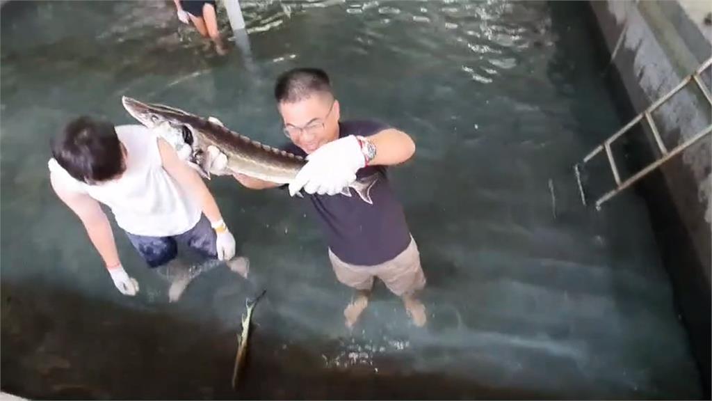 宜蘭蝦摸節「白蝦隨便抓」　1.8米長鱘龍魚抓到就能帶回家