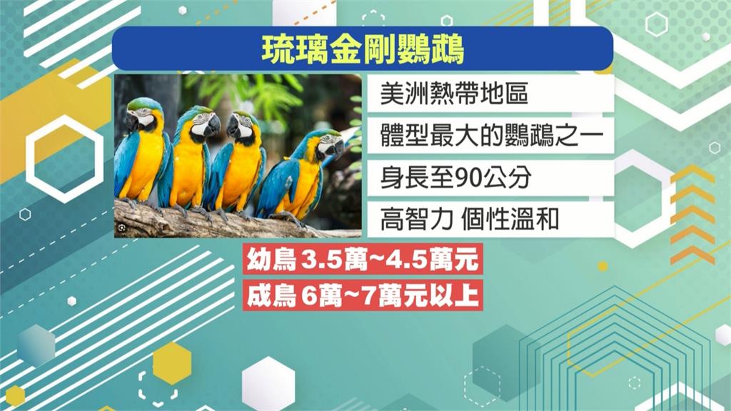 屏東偷鳥賊疑預謀犯案　擄走上萬元琉璃金剛鸚鵡