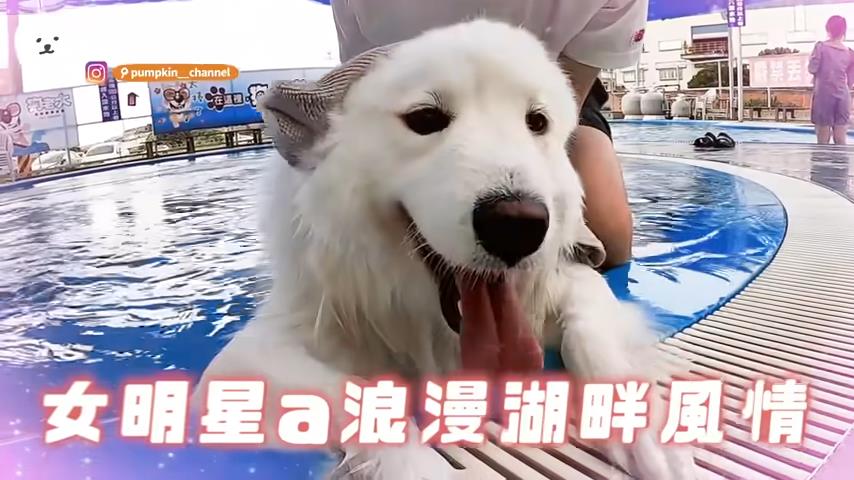 超萌薩摩耶跳游泳池嗨游狗爬式　累了竟將哈士奇當狗型浮板