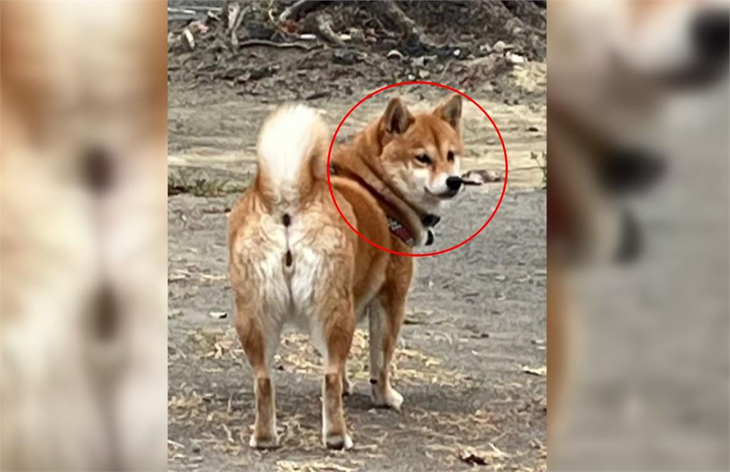 驚險!柴犬闖國道亂竄險釀追撞 畫面PO網飼主留言相認