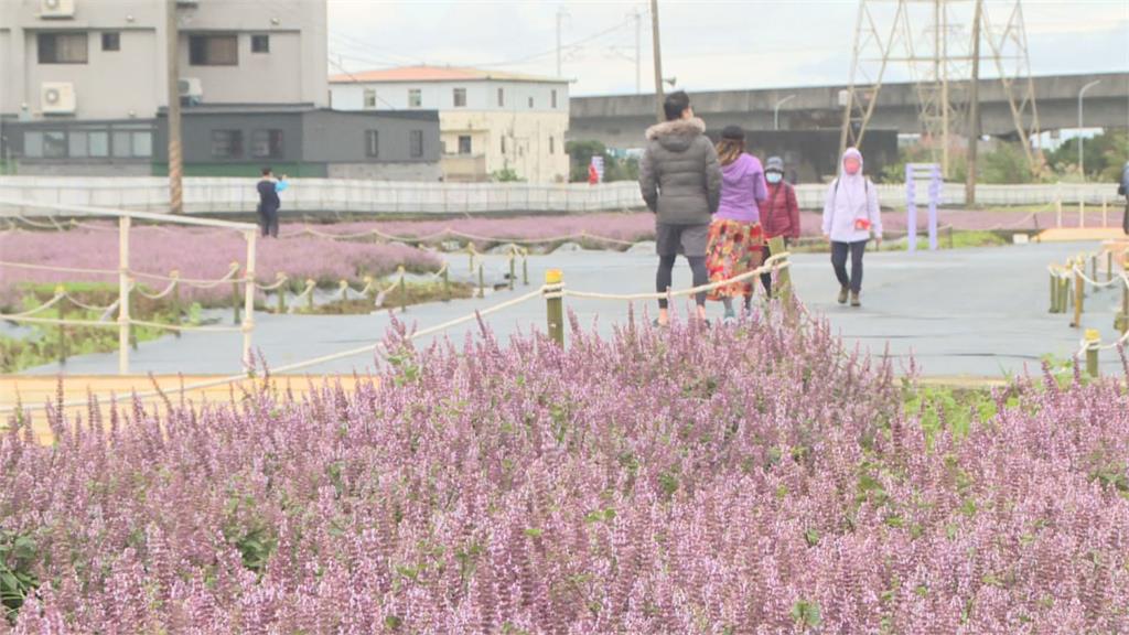 放棄採收成就壯闊花海! 楊梅「仙草花節」遊客爭相朝聖