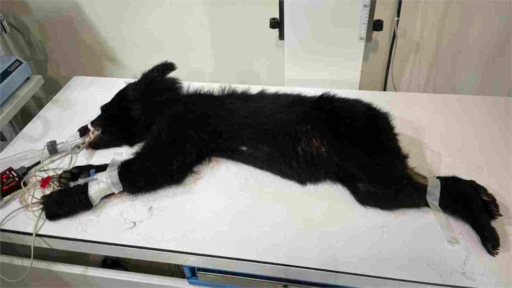 不只日本「熊出沒」！花蓮立山驚見「台灣黑熊」鑽窗覓食：太瘦了