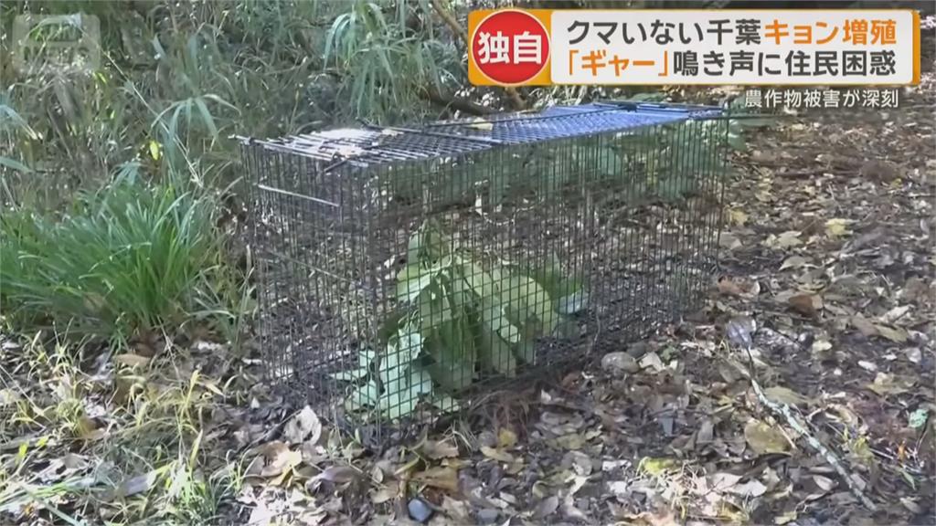 繁殖力驚人！ 千葉縣山羌氾濫 「吃霸王餐」困擾農民