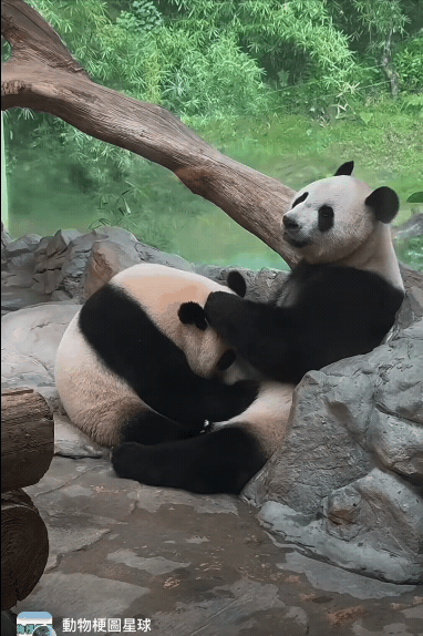 動物園「親密0遮互動片」被PO網！整頭埋進去…網驚：我到底看什麼