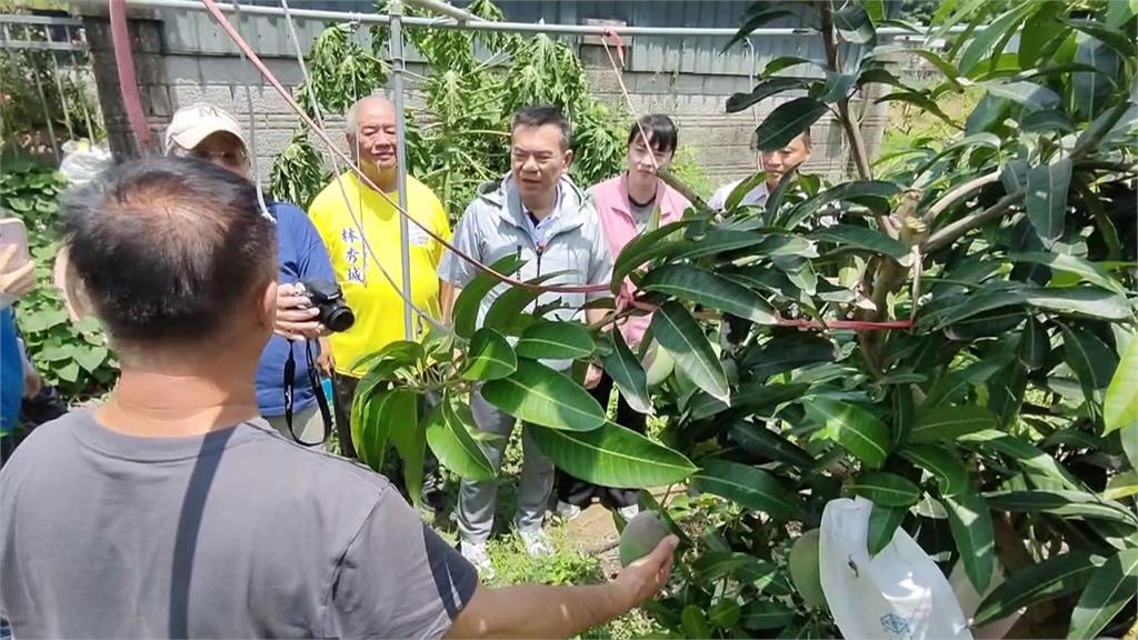 六年磨一劍！　苗栗市果農成功種出「台中一號」芒果