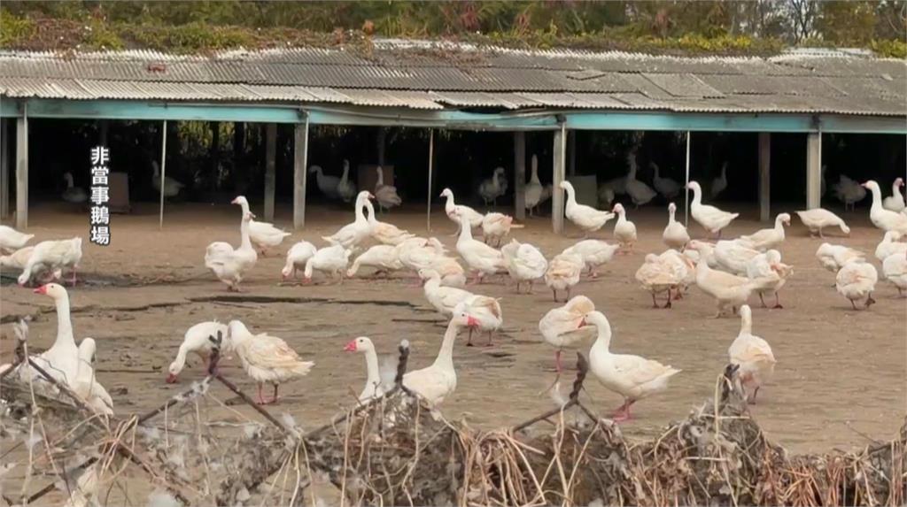 雲林口湖死鵝丟魚塭確診禽流感　　鵝農惡意棄置不通報　雲縣府：重罰