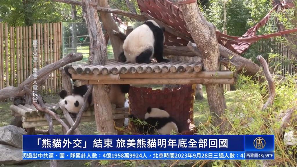 租養貓熊燒錢歐美紛歸還 中國貓熊外交式微