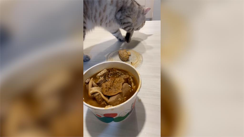 女給好奇貓臭豆腐 牠聞完下秒「埋沙動作」網笑:以為是便便?