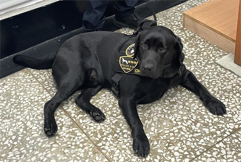 全台唯一電子偵測犬Wafer 活潑好動 下班後愛做「這件事」