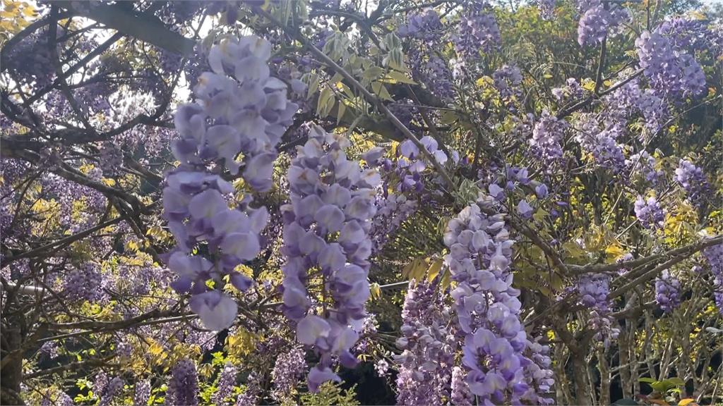 恐花苞凍傷「羽絨衣」防寒奏效 杉林溪「紫藤花」瀑布隧道重生