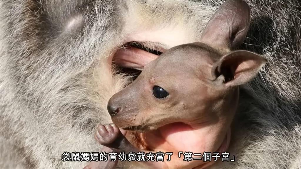 出生就是早產兒!爸媽身長2公尺寶寶僅2公分 他指:育兒袋如第二子宮