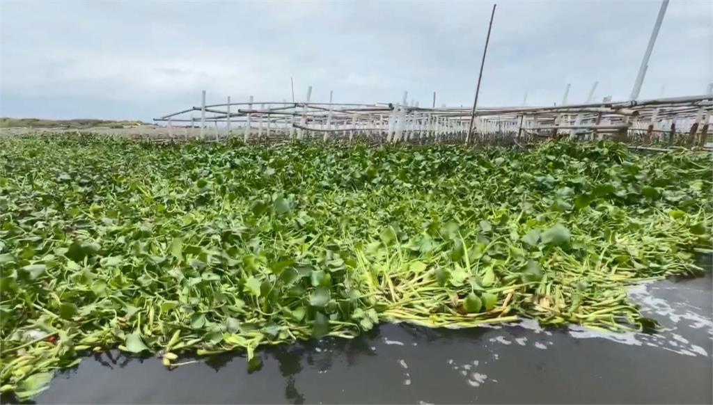 大雨！台南將軍溪布袋蓮沖刷至下游　入侵蚵仔養殖區恐釀缺氧、蚵農頭大