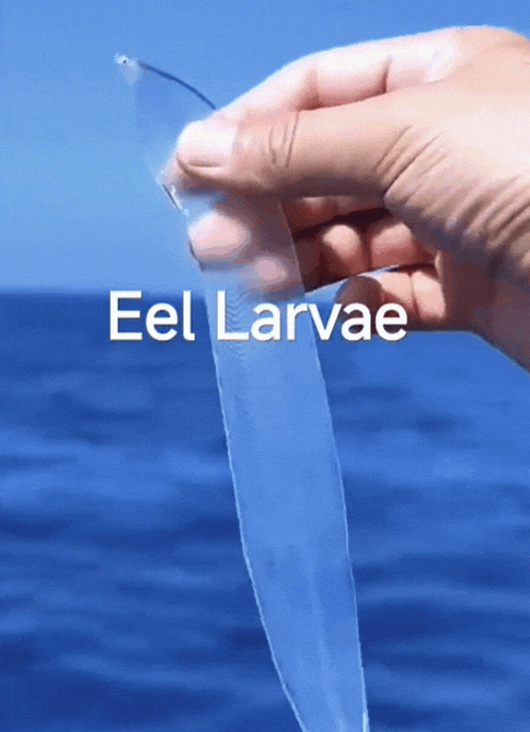海洋專家深海驚見「會動的寬粉」透視照瘋傳!網看傻:要沾醬油吃?