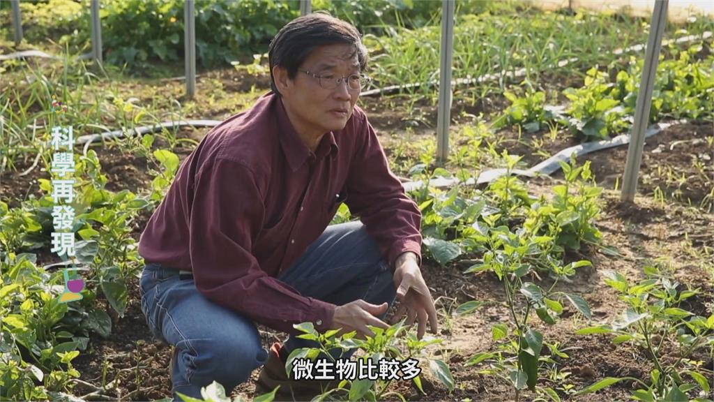 台灣七成土壤成酸性　鹼性石灰肥料成解方
