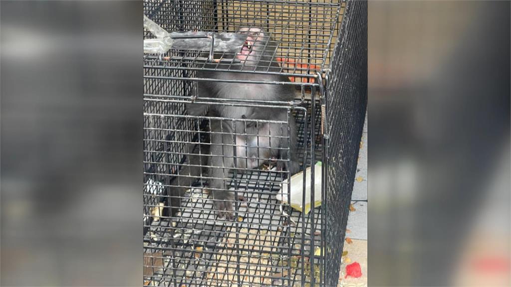 柴山獼猴入侵住宅、搶食頻傳　農業局佈設誘捕籠加強捕捉