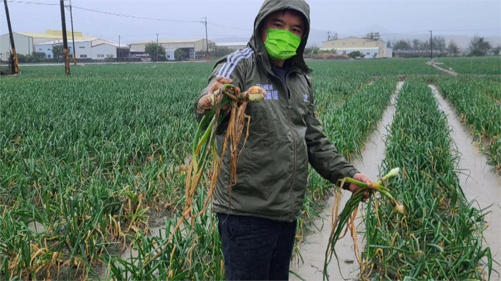 連綿大雨洋蔥出現病害　立委會勘關切