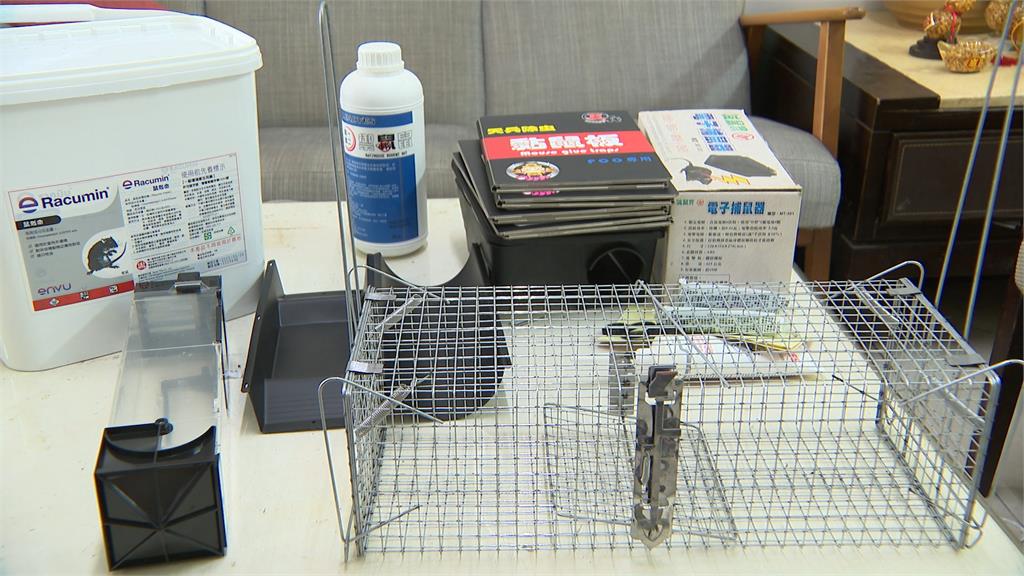 除鼠！北市「安鼠之亂」延燒　第一線抓鼠公司近期電話接不完