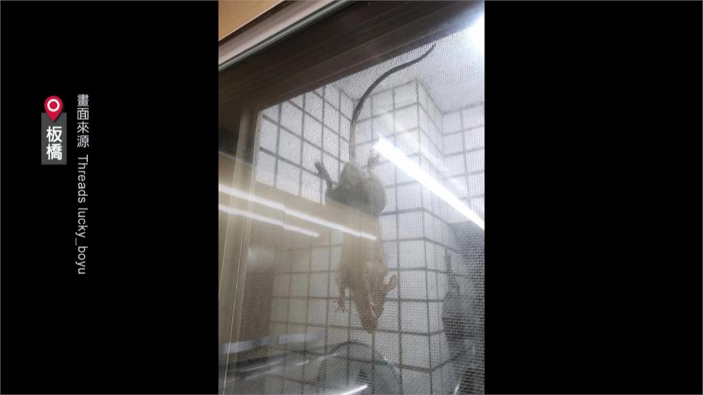 安鼠之亂延燒！服務處遭老鼠入侵　山田摩衣喊話蔣市府：勿禍延新北