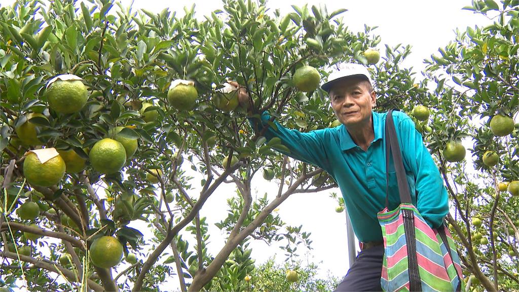 橘子綠了,咖啡紅了 台南農會將咖啡結合椪柑 推出"橘香咖啡"