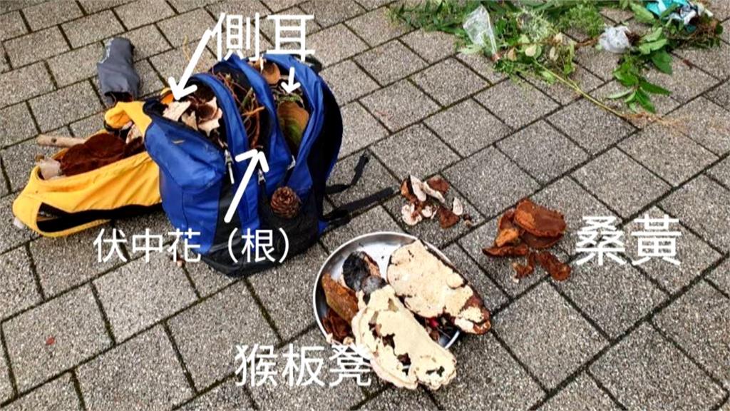 男女為治病闖國有林地 採3千元草藥!被罰100萬元