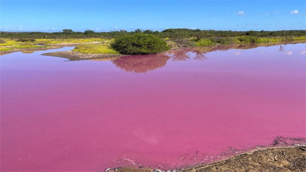 乾旱鹽度過高「這種」細菌猛滋長　夏威夷州池塘變粉紅色