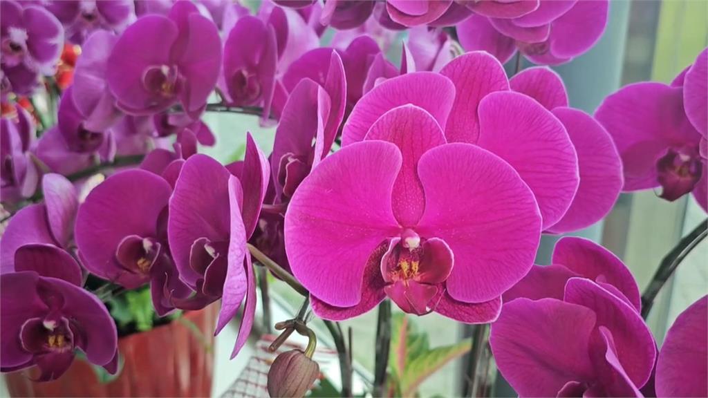 因應關稅衝擊！　農業部成立「花卉創新園區研究發展中心」
