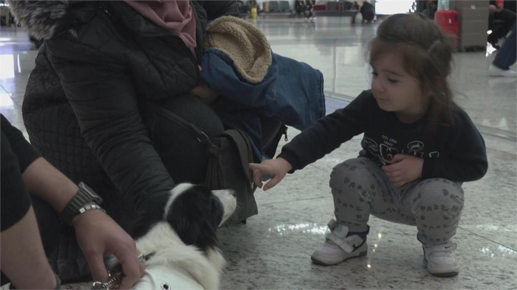 伊斯坦堡機場「治療犬」計畫　5隻訓練有素的狗狗　幫旅客舒緩壓力