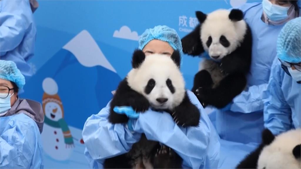 中國四川貓熊基地拜早年　34隻貓熊寶寶逗趣可愛