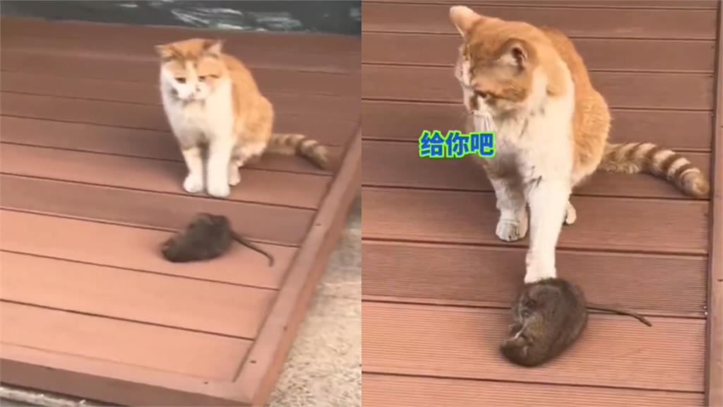 橘貓叼晚餐「被路人抓包」太心虛!「無辜小表情」硬送賄賂大禮…他笑噴:故作大方