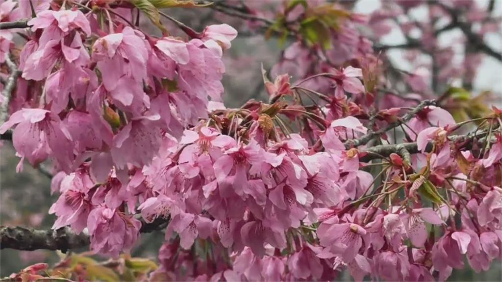2026阿里山花季浪漫登場　31種櫻花品系已陸續綻放