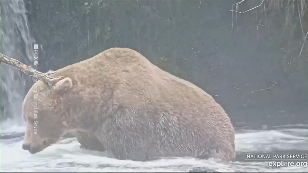 超過150萬人投票！　阿拉斯加「胖熊賽」登場　超過540kg大棕熊奪冠