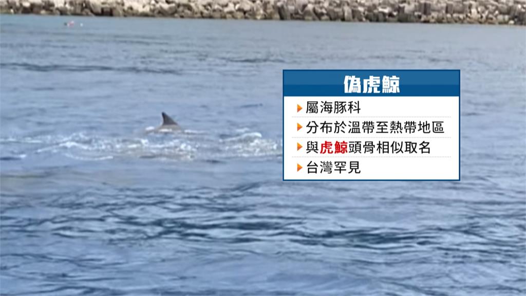 超幸運!綠島岸邊巧遇「10多隻偽虎鯨戲水」 潛客興奮狂拍