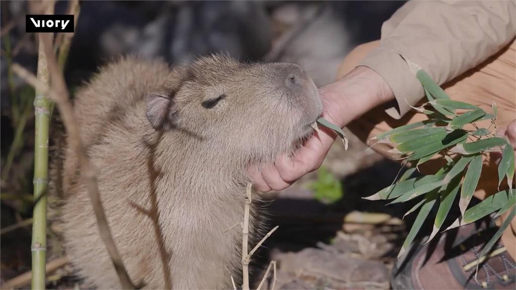 唯一沒有水豚南美國家! 智利布因動物園「水豚節」吸客