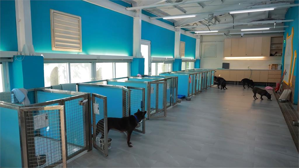 貴桑桑！　寵物「高齡化」看病需求高　醫院趁亂「宰肥羊」飼主負擔重