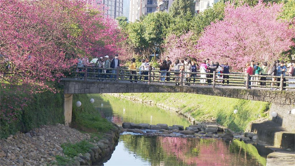 台北賞櫻秘境！內湖.汐止三色櫻盛開　淡水賞台灣山櫻花