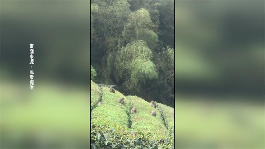 「獼猴採茶工」入侵嘉義茶園? 出沒偷吃這個